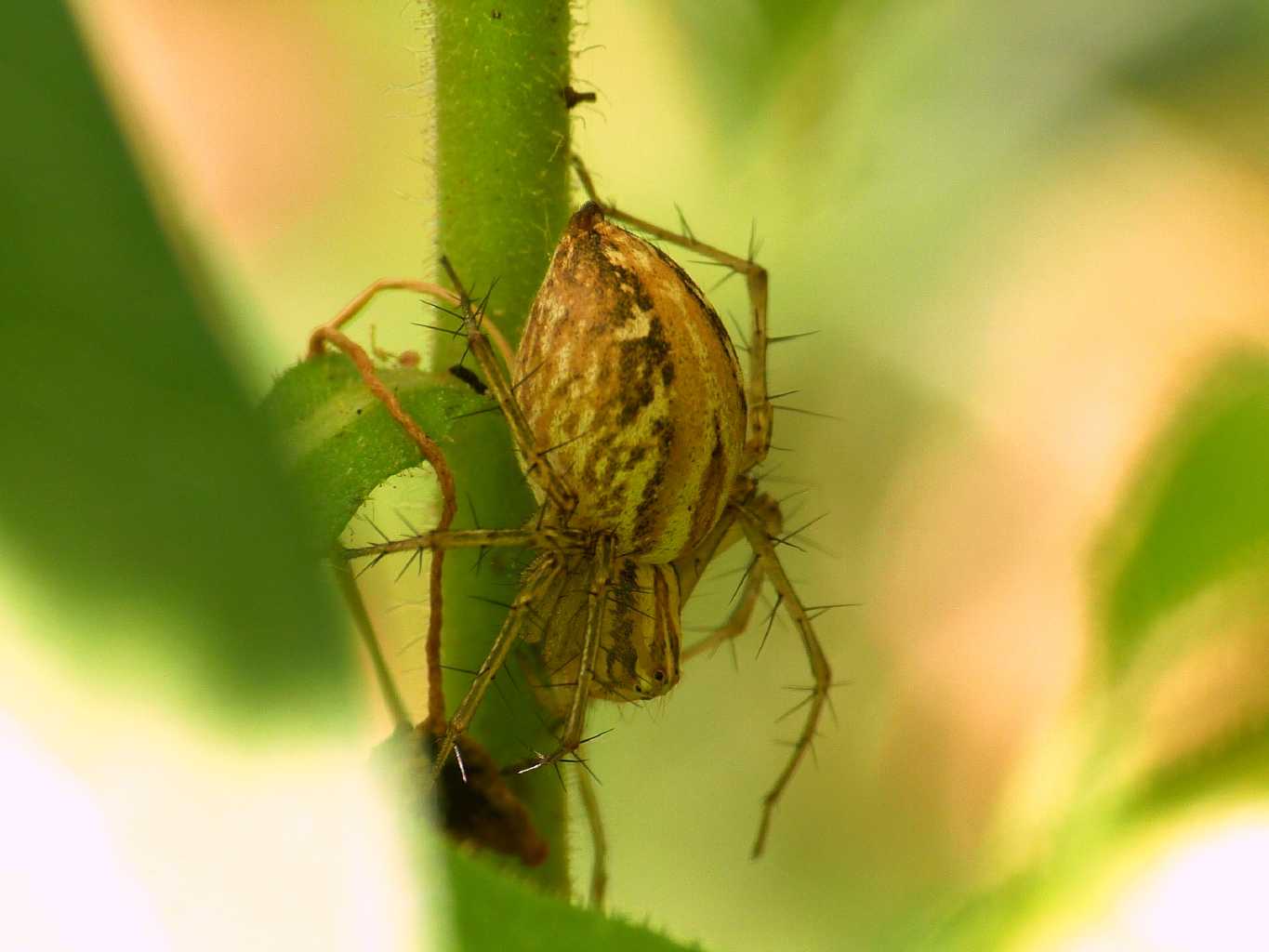 Coppia di Oxyopes lineatus - Palau (OT)